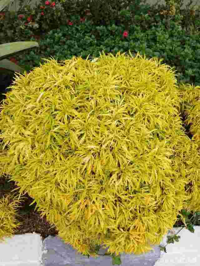 黄金草的作用与功效图片,黄金草-第1张图片-翡翠网 黄金草的作用与功效图片,黄金草-第1张图片-翡翠网