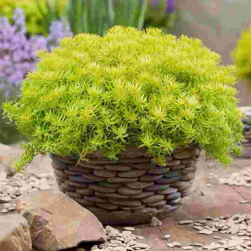 黄金草的作用与功效图片,黄金草-第2张图片-翡翠网 黄金草的作用与功效图片,黄金草-第2张图片-翡翠网