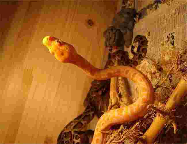 黄金蟒有没有攻击性,黄金蟒咬人吗-第1张图片-翡翠网