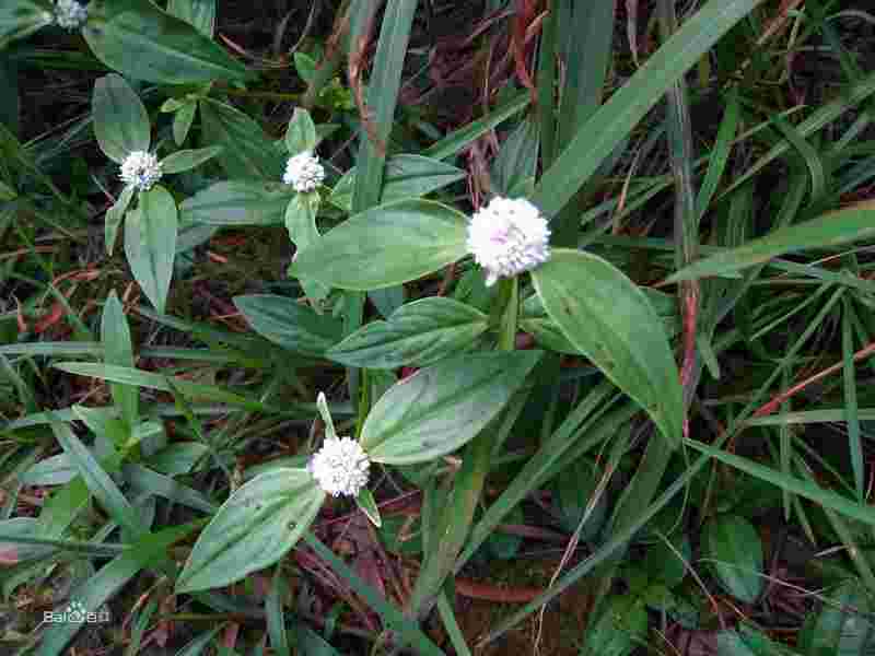 金耳环野菜图片金耳环草图片-第1张图片-翡翠网 金耳环野菜图片金耳环草图片-第1张图片-翡翠网