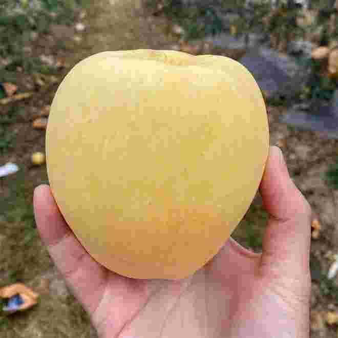 黄金苹果黄金苹果图片-第1张图片-翡翠网 黄金苹果黄金苹果图片-第1张图片-翡翠网