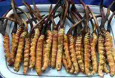 黄金虫草的价位是多少黄金虫草-第1张图片-翡翠网 黄金虫草的价位是多少黄金虫草-第1张图片-翡翠网