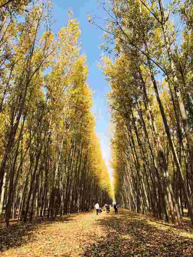 郑州黄金大道在哪儿,郑州黄金大道-第1张图片-翡翠网 郑州黄金大道在哪儿,郑州黄金大道-第1张图片-翡翠网