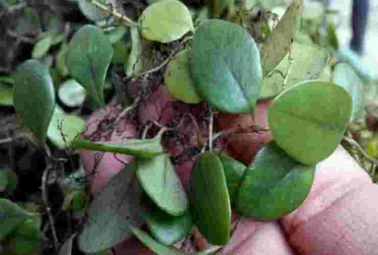 金耳环草药功效与用量图片,金耳环草药功效与用量-第1张图片-翡翠网