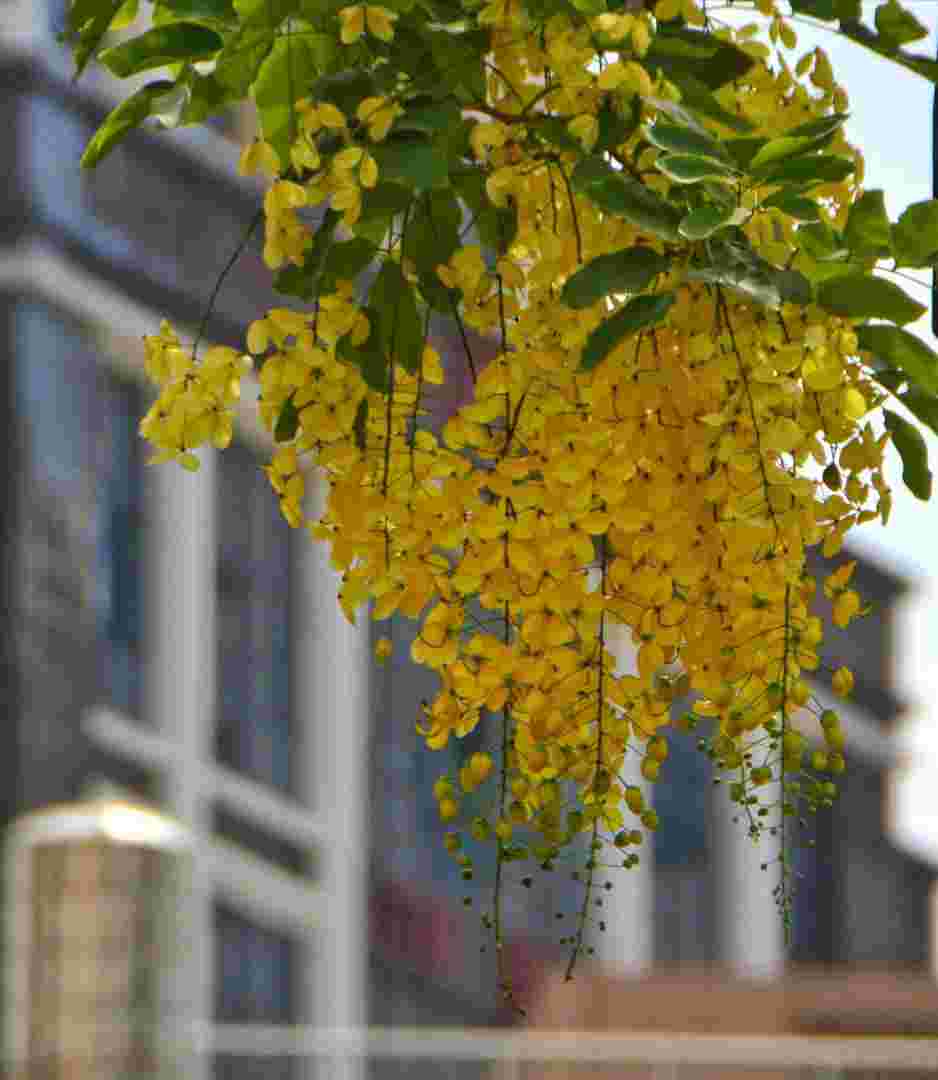 股海黄金雨,股海*盘系统-第1张图片-翡翠网 股海黄金雨,股海*盘系统-第1张图片-翡翠网