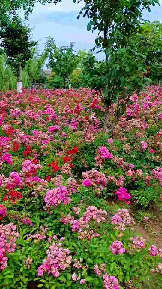 抖音晨曦是谁,抖音晨曦是女的吗-第1张图片-翡翠网 抖音晨曦是谁,抖音晨曦是女的吗-第1张图片-翡翠网