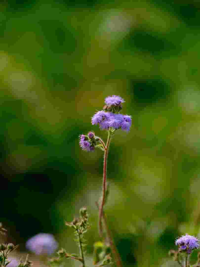 耳环花草耳环草图片-第1张图片-翡翠网 耳环花草耳环草图片-第1张图片-翡翠网