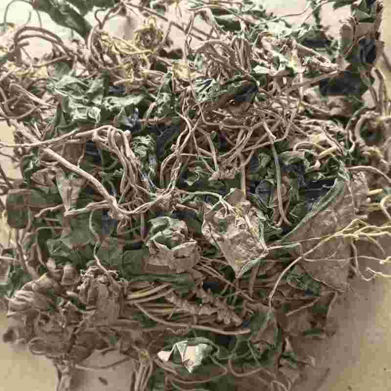 中药金耳环又叫什么中药金耳环就是石斛吗-第2张图片-翡翠网 中药金耳环又叫什么中药金耳环就是石斛吗-第2张图片-翡翠网