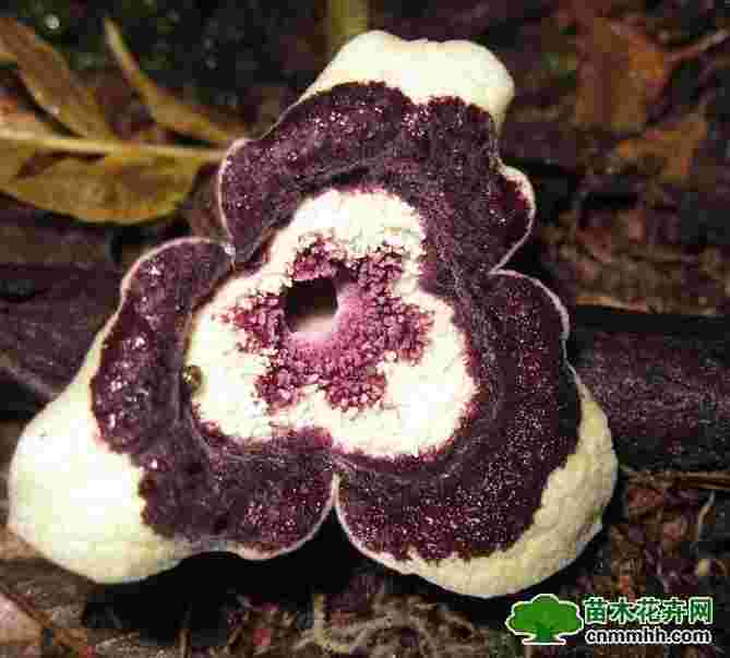 金耳环草药功效与作用,金耳环草药长什么样子的-第2张图片-翡翠网 金耳环草药功效与作用,金耳环草药长什么样子的-第2张图片-翡翠网