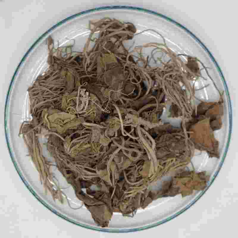 金耳环药材草药金耳环的功效与作用-第1张图片-翡翠网 金耳环药材草药金耳环的功效与作用-第1张图片-翡翠网