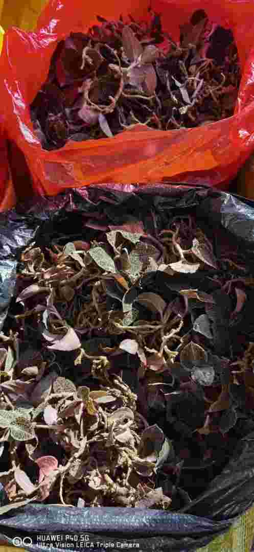 金耳环药材草药金耳环的功效与作用-第2张图片-翡翠网 金耳环药材草药金耳环的功效与作用-第2张图片-翡翠网