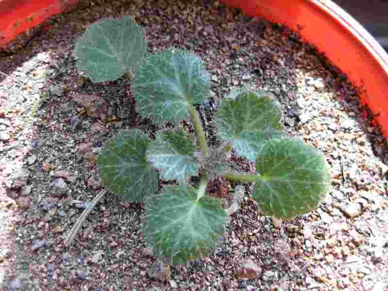 耳环花是什么植物,耳环花是什么植物类型-第1张图片-翡翠网