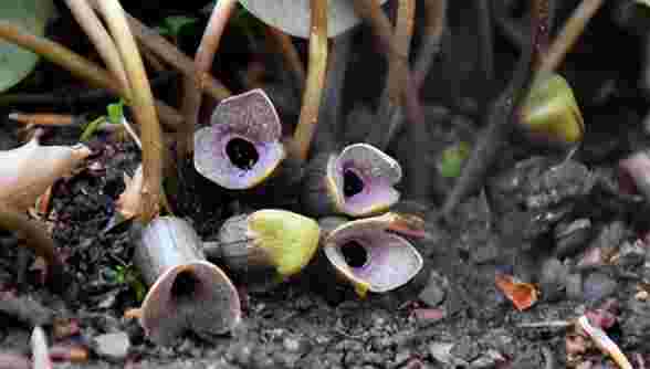 金耳环植物图片大全,金耳环植物图片-第1张图片-翡翠网 金耳环植物图片大全,金耳环植物图片-第1张图片-翡翠网