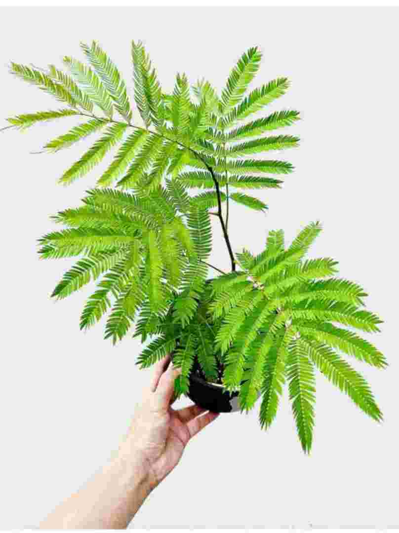 金耳环植物图片大全,金耳环植物图片-第2张图片-翡翠网 金耳环植物图片大全,金耳环植物图片-第2张图片-翡翠网