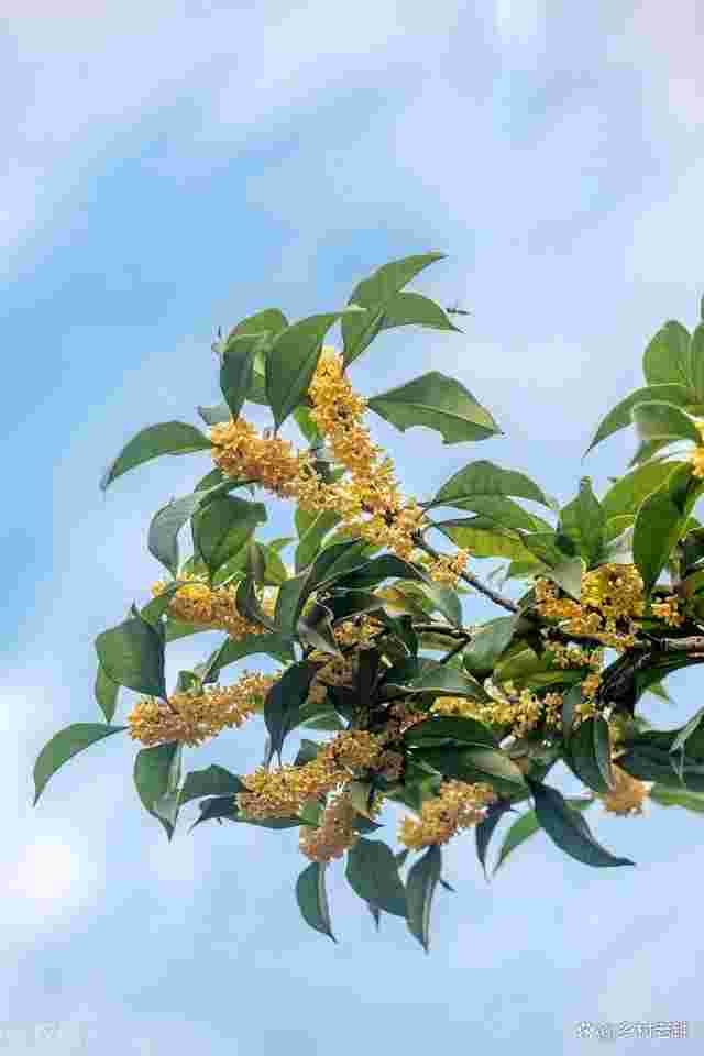 避孕环有几种类型,哪种最好哪种最好-第1张图片-翡翠网 避孕环有几种类型,哪种最好哪种最好-第1张图片-翡翠网