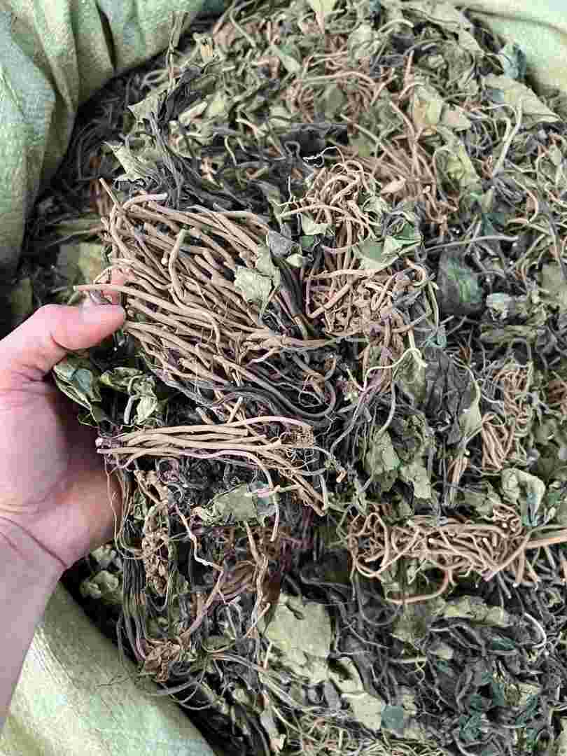 金耳环药材图片以及长的地方的简单介绍-第2张图片-翡翠网