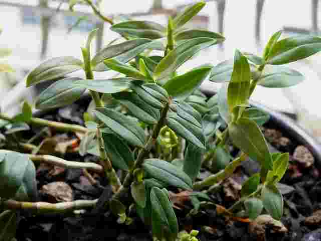 戴黄金耳环的功效与作用金耳环的功效与作用-第1张图片-翡翠网 戴黄金耳环的功效与作用金耳环的功效与作用-第1张图片-翡翠网