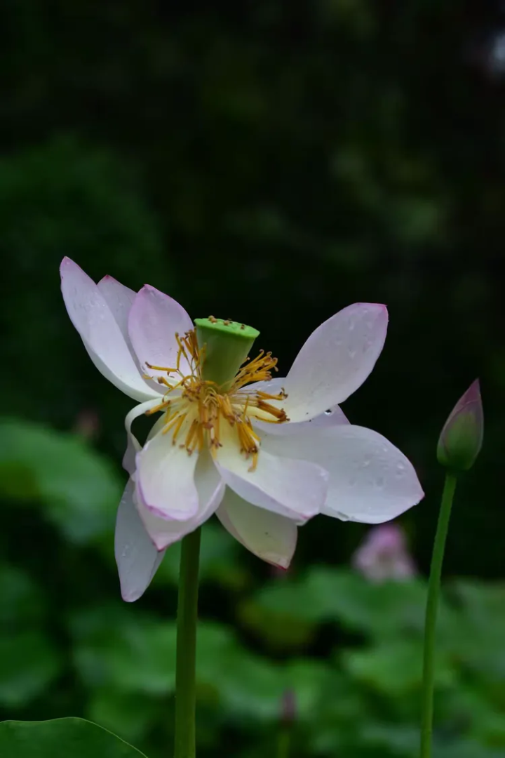 一颗永流传 是什么牌子一颗永留存-第2张图片-翡翠网 一颗永流传 是什么牌子一颗永留存-第2张图片-翡翠网
