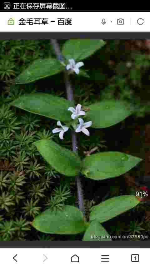 耳环草植物图片耳环草植物图片大全-第2张图片-翡翠网 耳环草植物图片耳环草植物图片大全-第2张图片-翡翠网