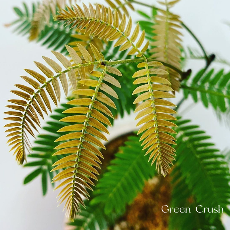 耳环草植物图片耳环草植物图片大全-第1张图片-翡翠网 耳环草植物图片耳环草植物图片大全-第1张图片-翡翠网