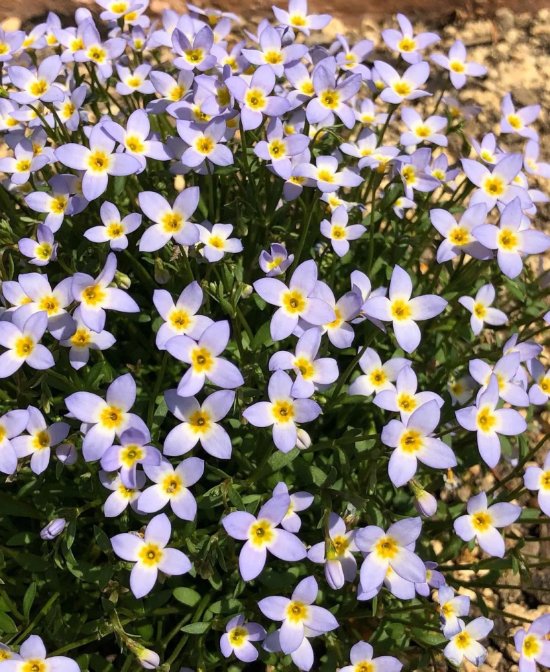 耳环草图片大全中草药耳环草的别名-第2张图片-翡翠网