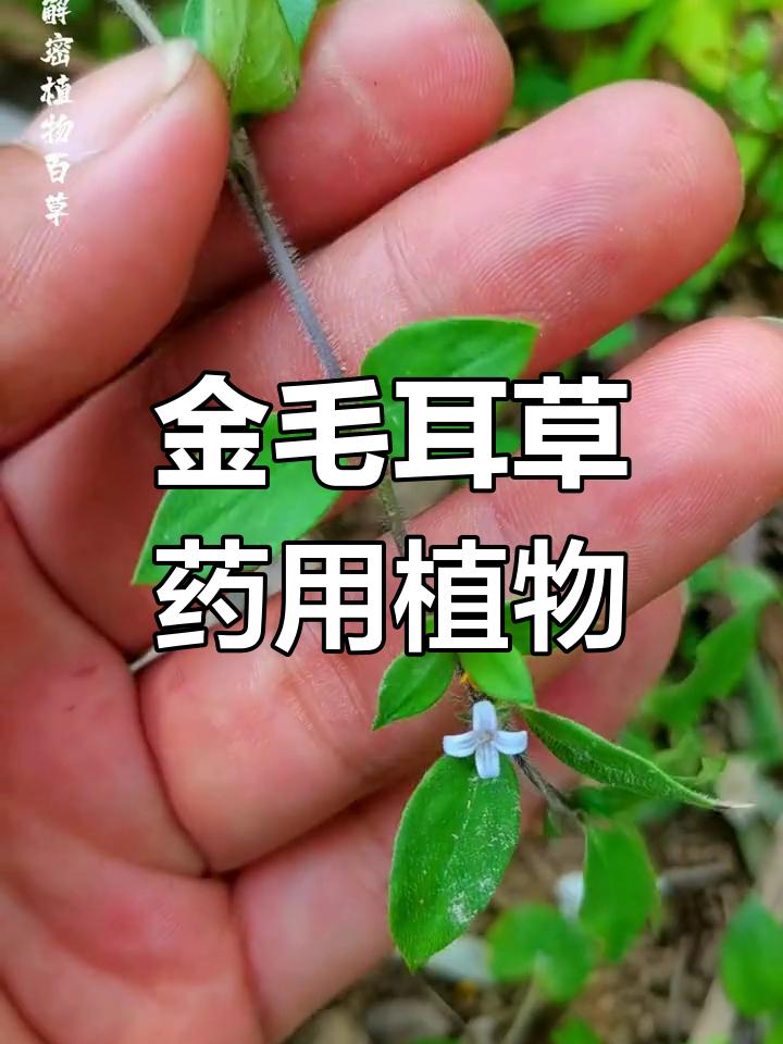 金耳环草药图片大全,金耳环根中草药图片