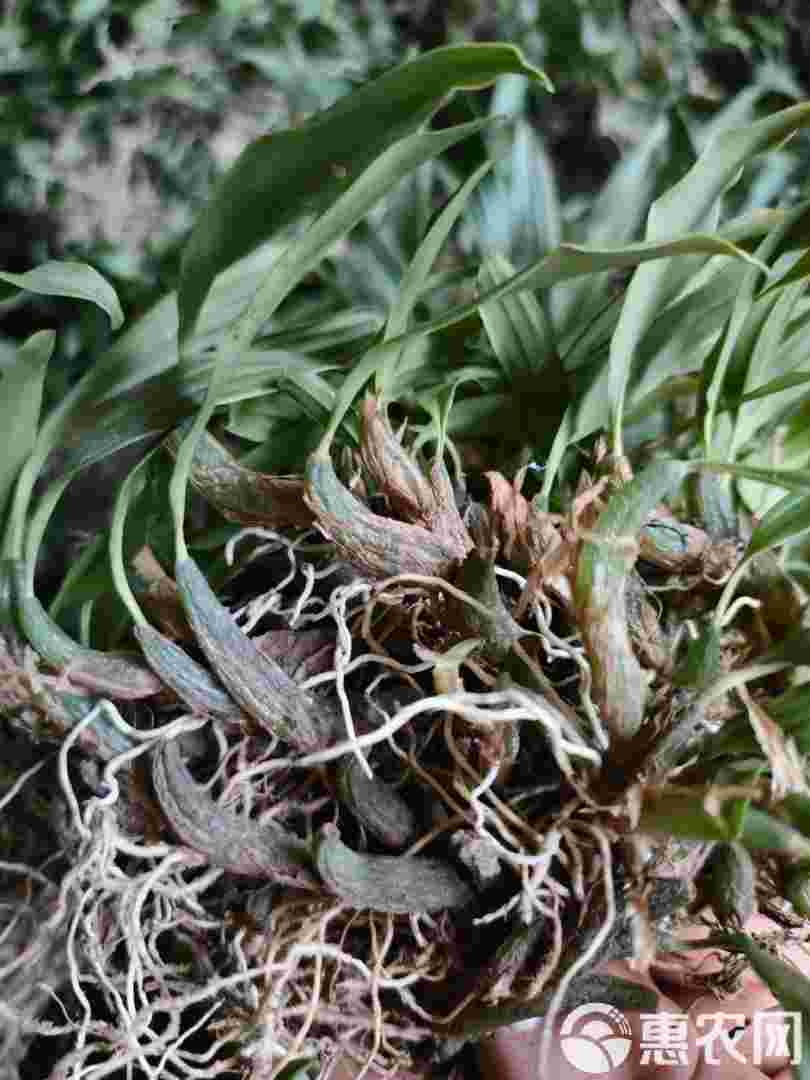 中草药金耳环草野生金耳环草药-第1张图片-翡翠网 中草药金耳环草野生金耳环草药-第1张图片-翡翠网