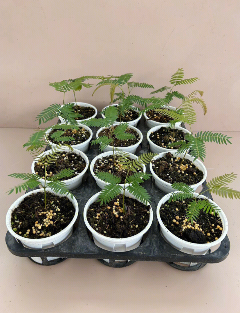 耳环花的图片和功效耳环花植物学名