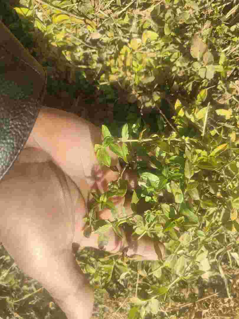 金耳环草药多少钱一斤金耳环草药图片