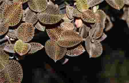 金耳环草药多少钱一斤金耳环草药图片-第2张图片-翡翠网