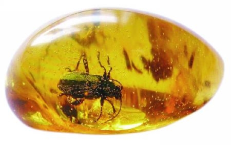 琥珀的功效和作用及图片,琥珀图片-第2张图片-翡翠网 琥珀的功效和作用及图片,琥珀图片-第2张图片-翡翠网