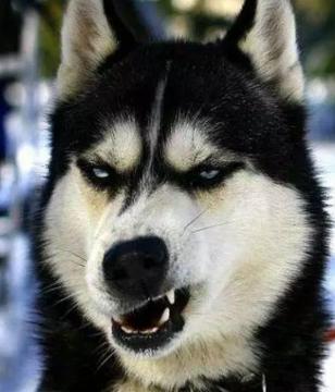 包含翡翠广片价格的词条-第14张图片-翡翠网 包含翡翠广片价格的词条-第14张图片-翡翠网