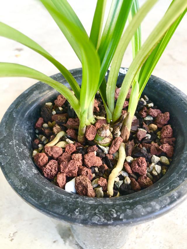 包含栗腹翡翠百科知识的词条-第2张图片-翡翠网 包含栗腹翡翠百科知识的词条-第2张图片-翡翠网