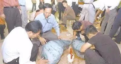 宝马翡翠原石效果图,白盐沙翡翠原石外形效果图-第1张图片-翡翠网 宝马翡翠原石效果图,白盐沙翡翠原石外形效果图-第1张图片-翡翠网