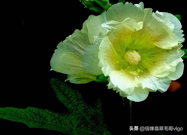 翡翠手镯芙蓉底照片,翡翠手镯芙蓉种白底-第1张图片-翡翠网 翡翠手镯芙蓉底照片,翡翠手镯芙蓉种白底-第1张图片-翡翠网
