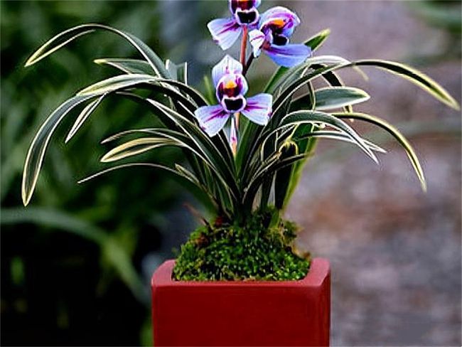 深圳菏兰花卉小镇翡翠原石茶溪谷-第2张图片-翡翠网 深圳菏兰花卉小镇翡翠原石茶溪谷-第2张图片-翡翠网