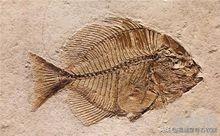 包含营山帝王绿翡翠原石的词条-第12张图片-翡翠网 包含营山帝王绿翡翠原石的词条-第12张图片-翡翠网