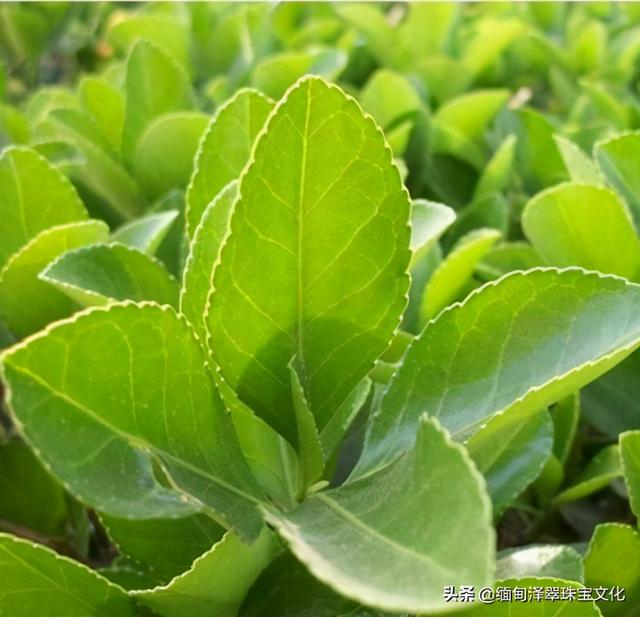 青灰色翡翠手镯好吗,青灰色翡翠 手镯-第7张图片-翡翠网 青灰色翡翠手镯好吗,青灰色翡翠 手镯-第7张图片-翡翠网