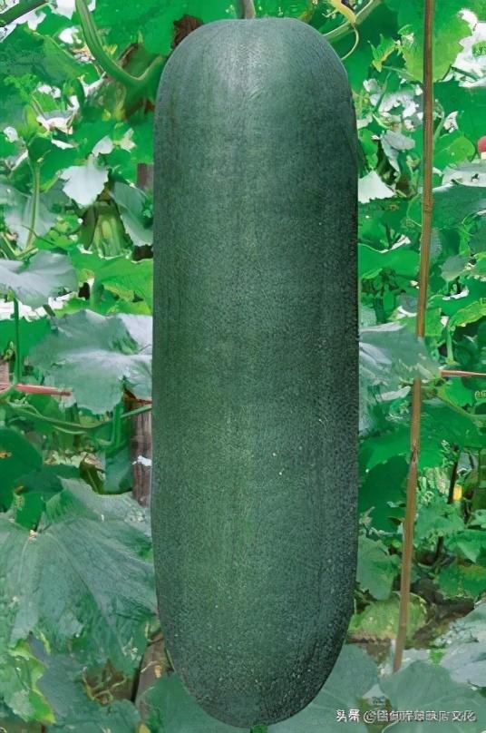 青灰色翡翠手镯好吗,青灰色翡翠 手镯-第17张图片-翡翠网 青灰色翡翠手镯好吗,青灰色翡翠 手镯-第17张图片-翡翠网