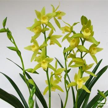 翡翠兰花价格,绿翡翠兰花属于什么品种-第3张图片-翡翠网