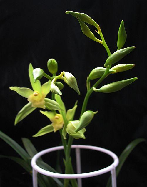 翡翠兰花价格,绿翡翠兰花属于什么品种-第5张图片-翡翠网