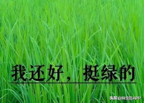 百万三色翡翠手镯冰种翡翠三色手镯价格-第10张图片-翡翠网 百万三色翡翠手镯冰种翡翠三色手镯价格-第10张图片-翡翠网