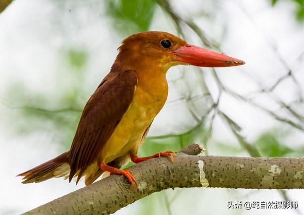 翡翠赌石知识大全,赤翡翠知识大全-第1张图片-翡翠网 翡翠赌石知识大全,赤翡翠知识大全-第1张图片-翡翠网