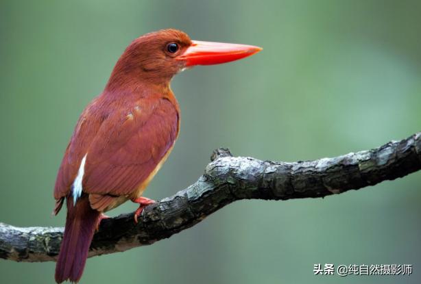 翡翠赌石知识大全,赤翡翠知识大全-第2张图片-翡翠网 翡翠赌石知识大全,赤翡翠知识大全-第2张图片-翡翠网