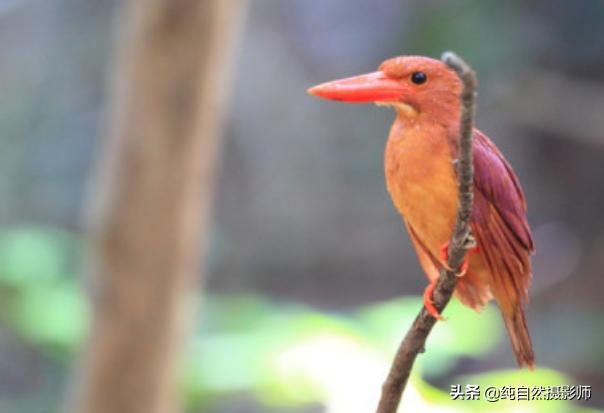 翡翠赌石知识大全,赤翡翠知识大全-第3张图片-翡翠网 翡翠赌石知识大全,赤翡翠知识大全-第3张图片-翡翠网