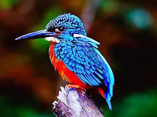 翡翠鸟翡翠价格翡翠是一种鸟-第1张图片-翡翠网 翡翠鸟翡翠价格翡翠是一种鸟-第1张图片-翡翠网