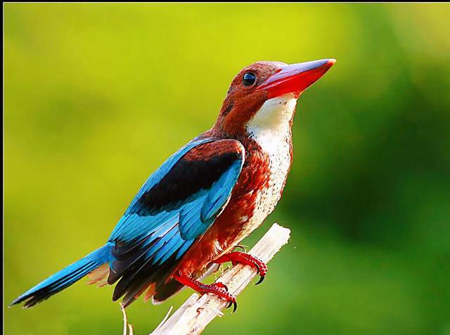 翡翠鸟翡翠价格翡翠是一种鸟-第2张图片-翡翠网 翡翠鸟翡翠价格翡翠是一种鸟-第2张图片-翡翠网