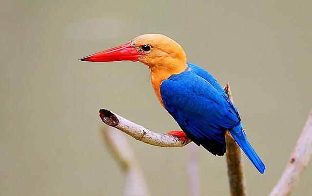 翡翠鸟翡翠价格翡翠是一种鸟-第3张图片-翡翠网 翡翠鸟翡翠价格翡翠是一种鸟-第3张图片-翡翠网