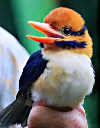 翡翠鸟翡翠价格翡翠是一种鸟-第5张图片-翡翠网 翡翠鸟翡翠价格翡翠是一种鸟-第5张图片-翡翠网