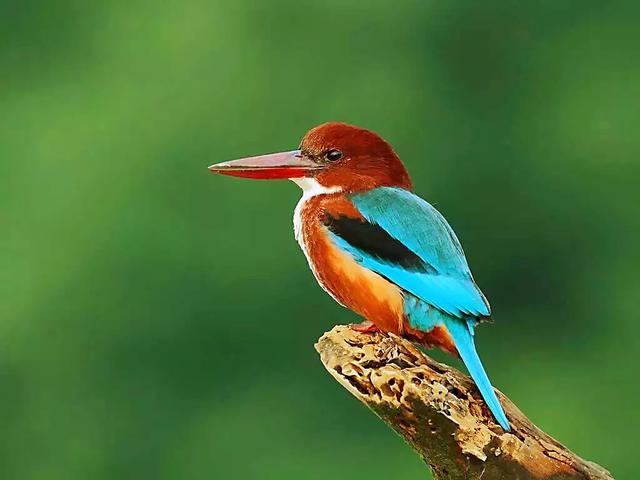 翡翠鸟翡翠价格翡翠是一种鸟-第6张图片-翡翠网 翡翠鸟翡翠价格翡翠是一种鸟-第6张图片-翡翠网